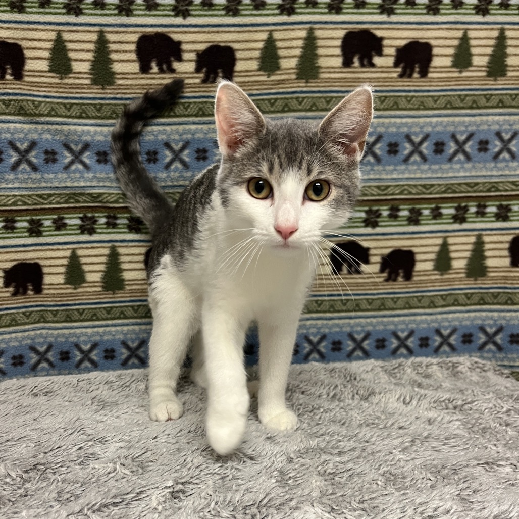 Ophelia Domestic Shorthair White/Brown None