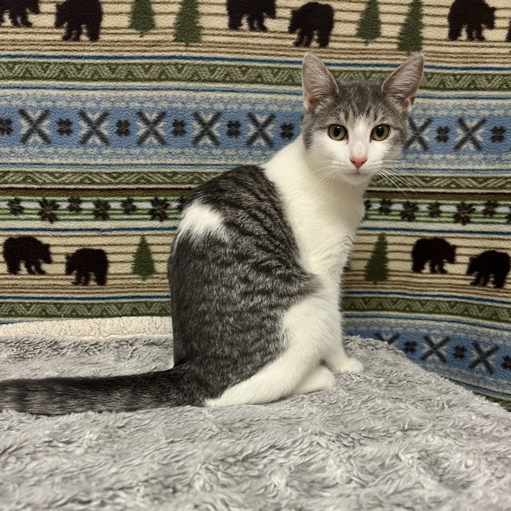 Ophelia Domestic Shorthair White/Brown None