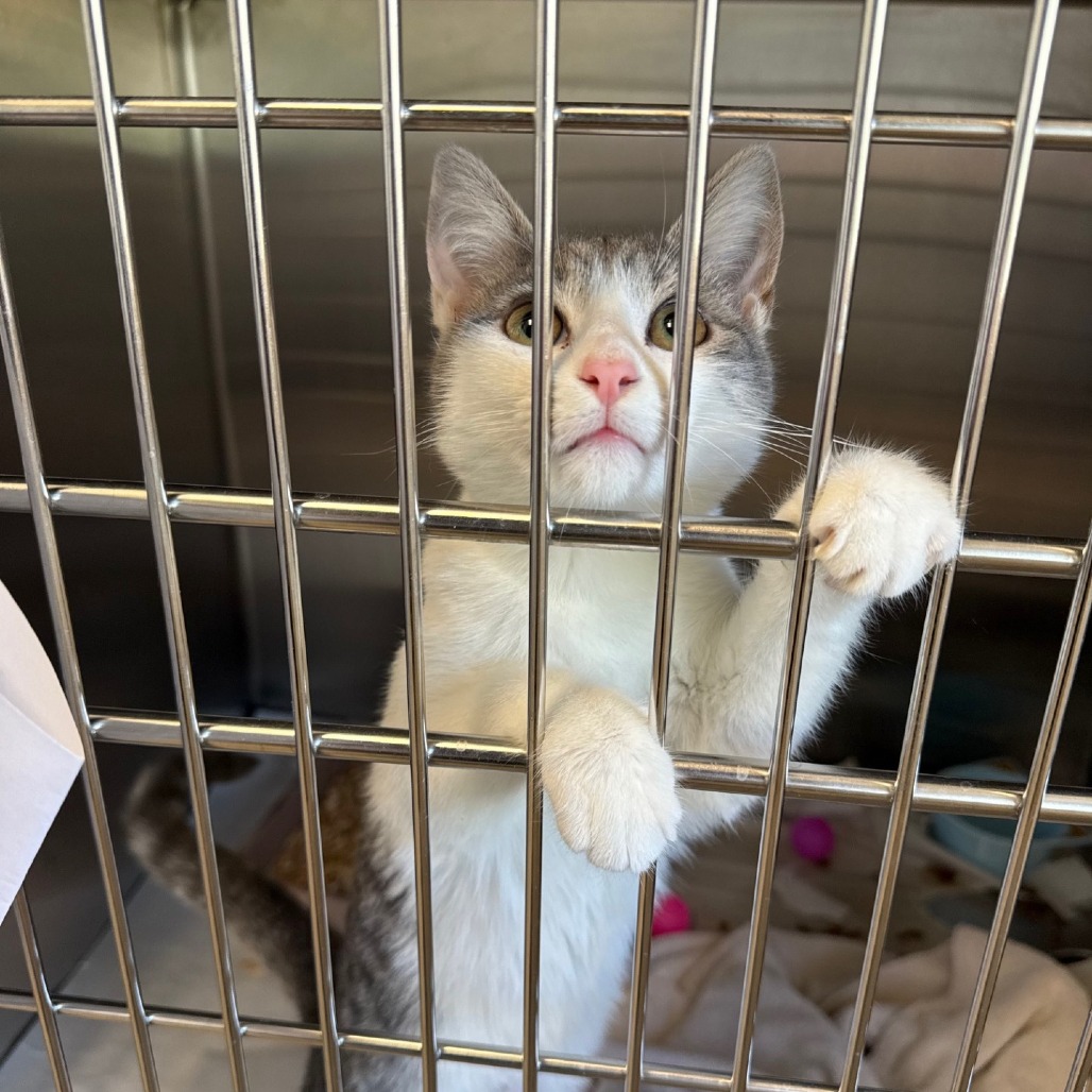 Ophelia Domestic Shorthair White/Brown None