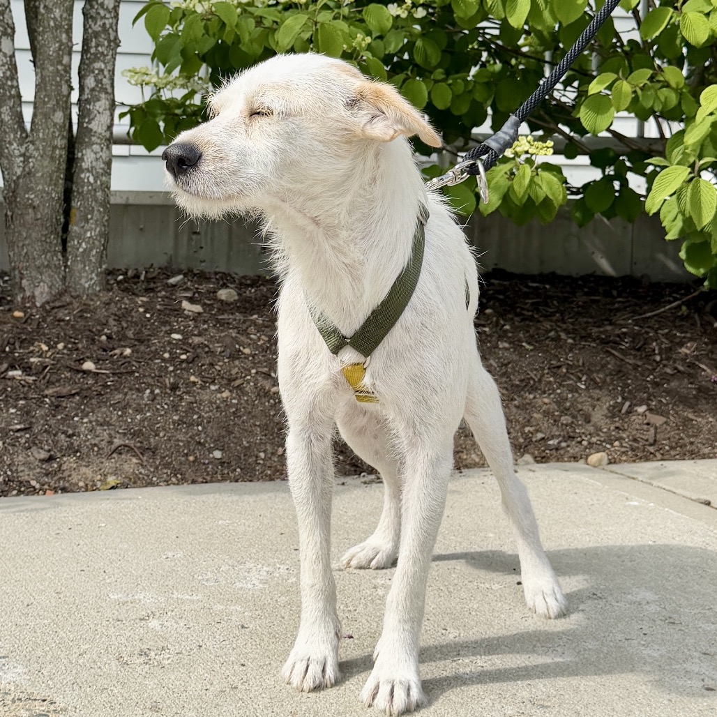 Cannoli Terrier/Mixed Breed (Small) White