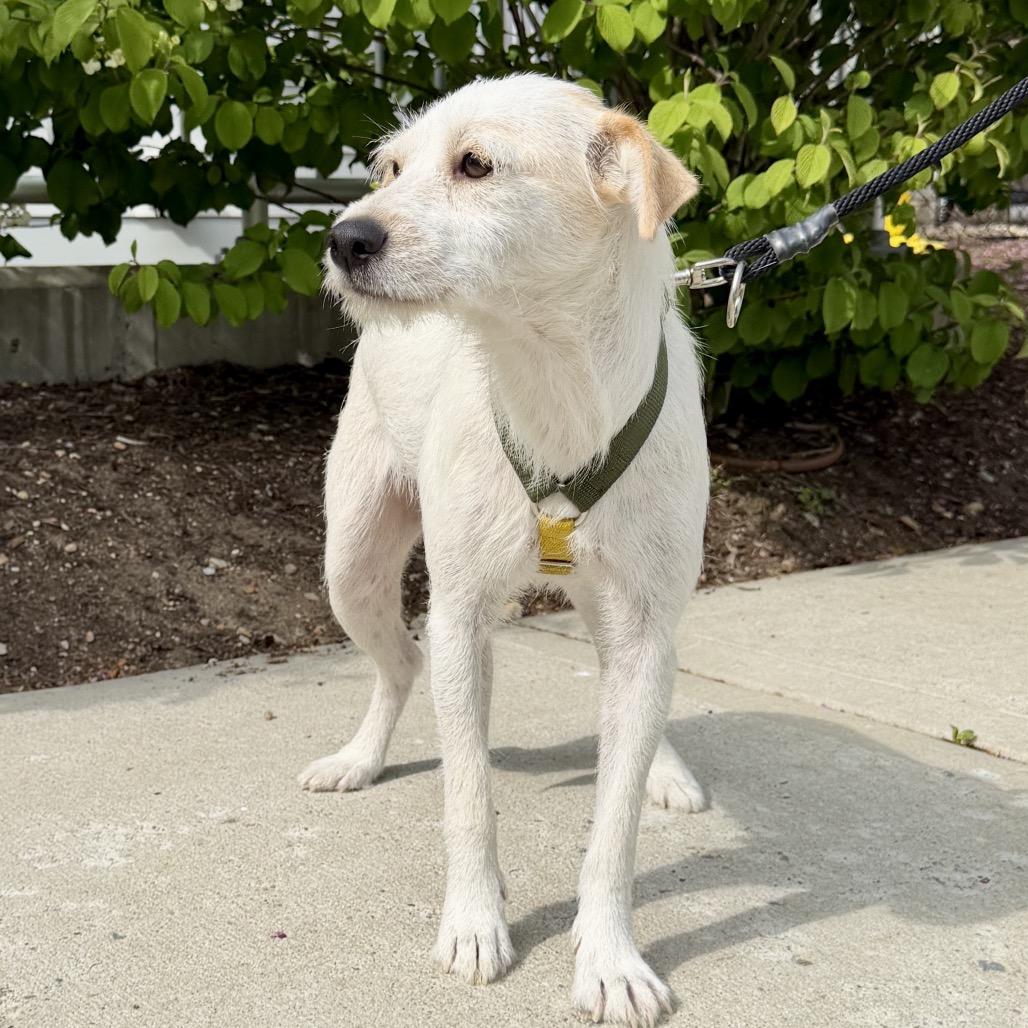 Cannoli Terrier/Mixed Breed (Small) White
