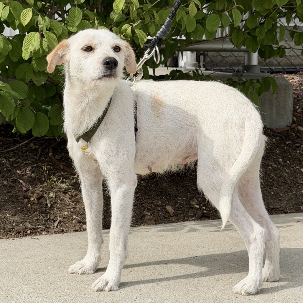 Cannoli Terrier/Mixed Breed (Small) White