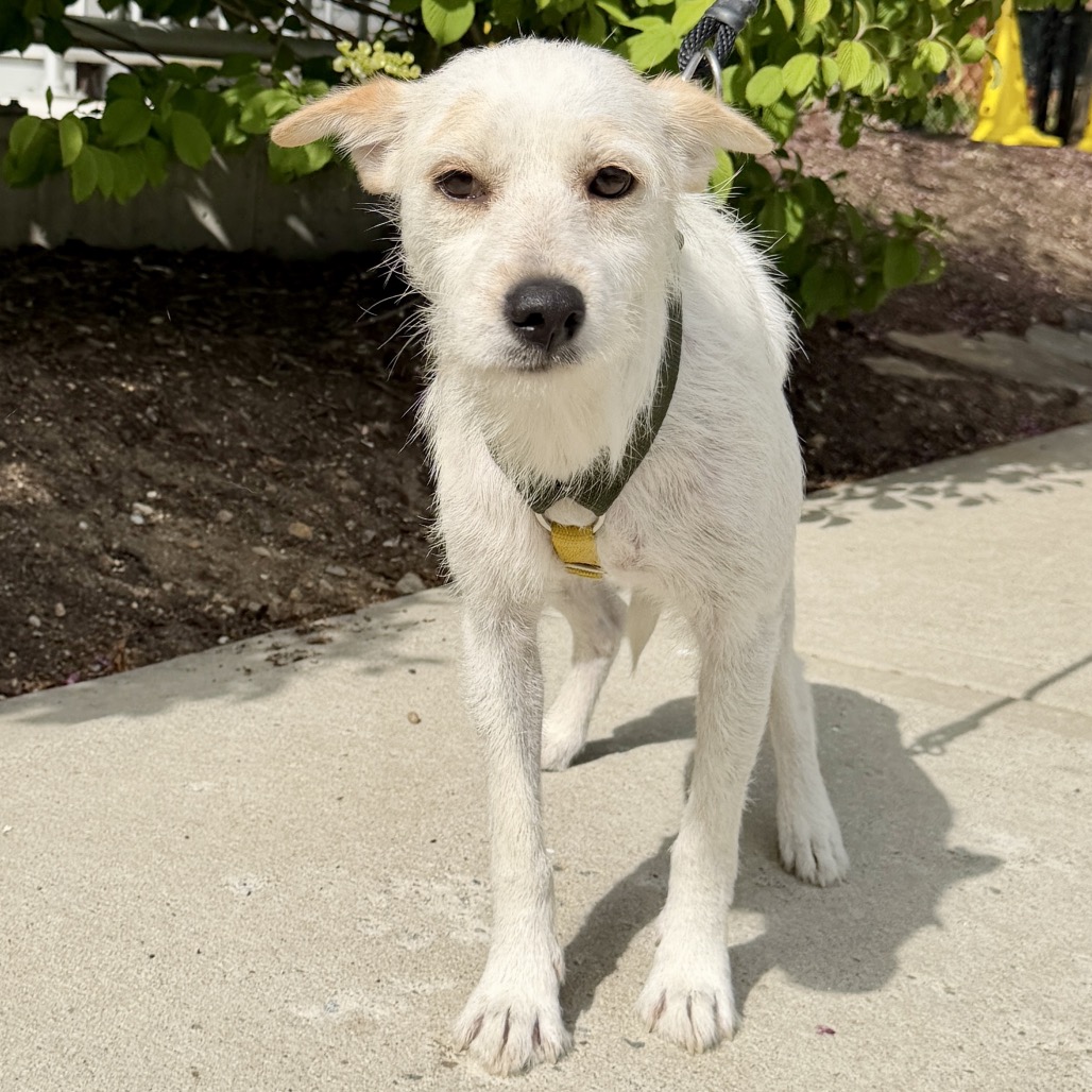 Cannoli Terrier/Mixed Breed (Small) White