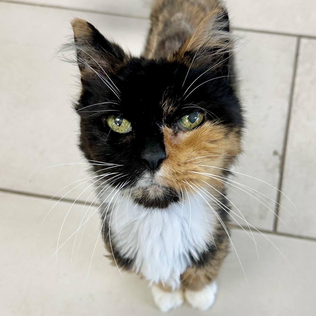 Mia Domestic Medium Hair Calico