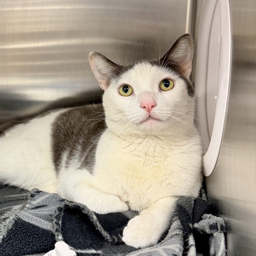 Monchy Domestic Shorthair White 
