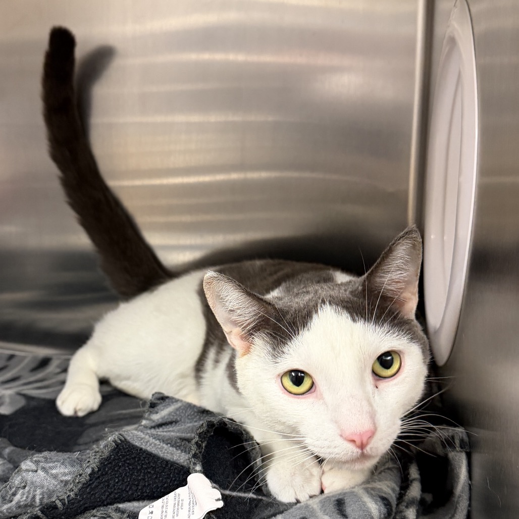 Monchy Domestic Shorthair White 