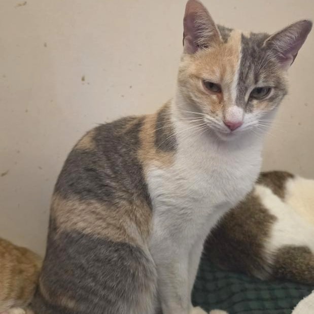 Meye Domestic Shorthair Calico