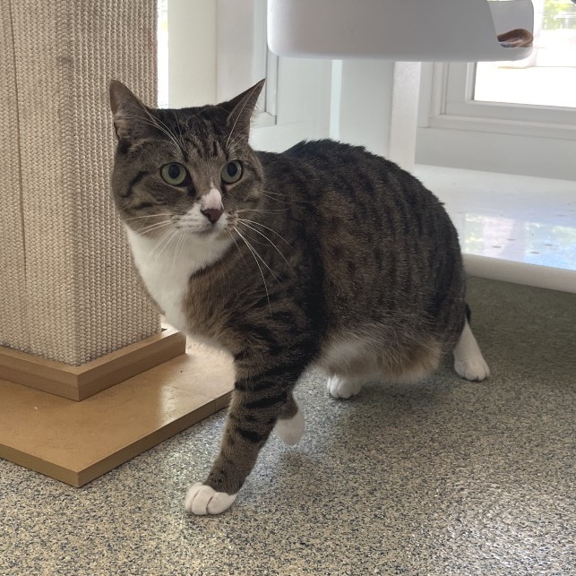 Phoenix Domestic Shorthair Brown Tabby