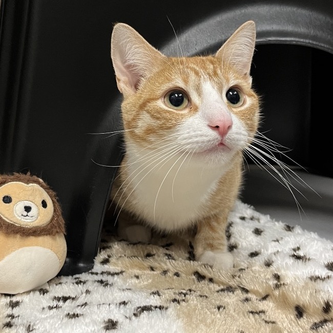 Simba