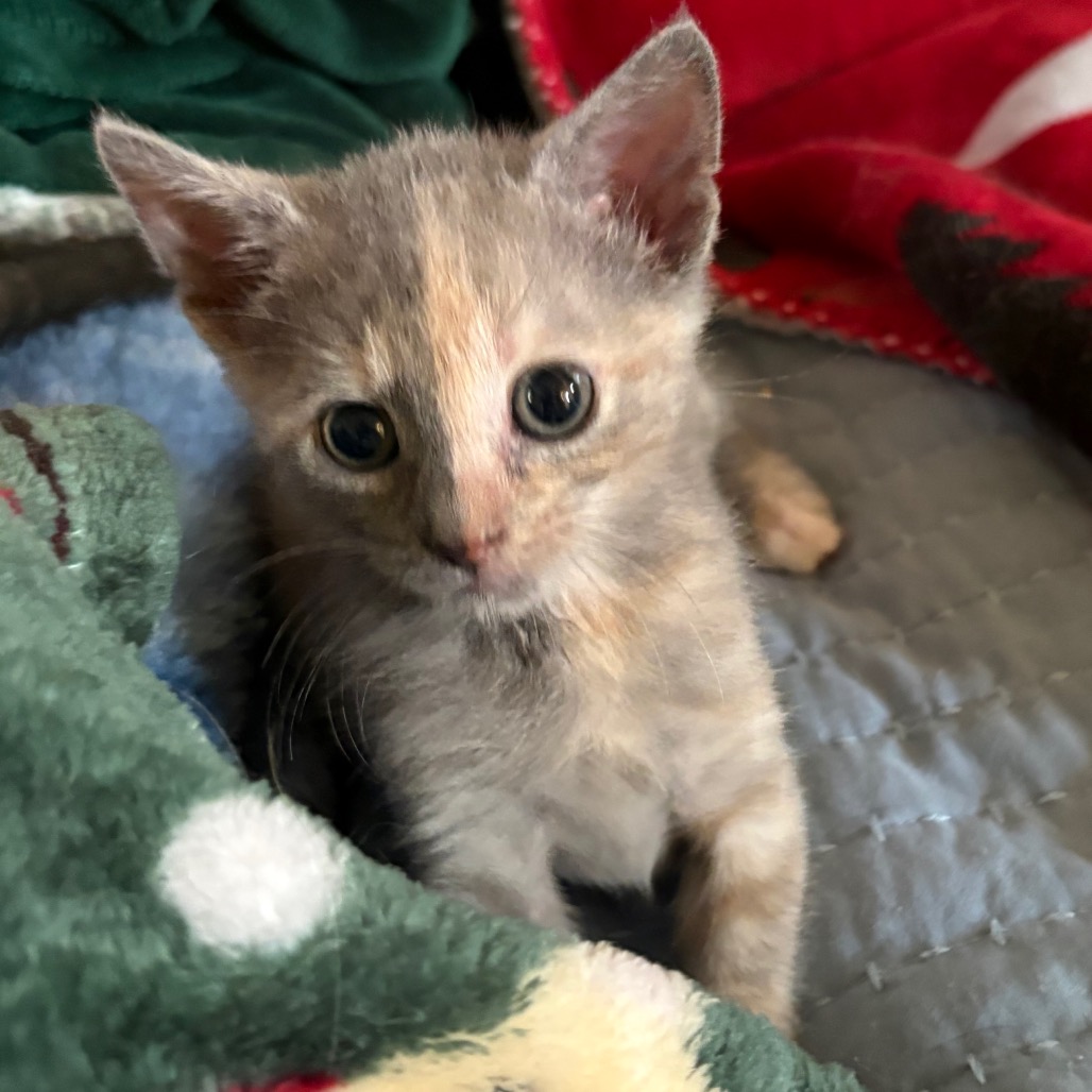 Sansa Domestic Shorthair Calico None