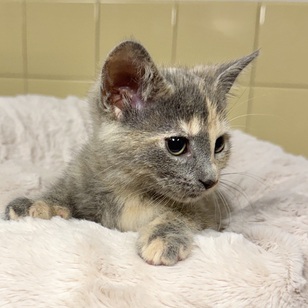 Sansa Domestic Shorthair Calico None