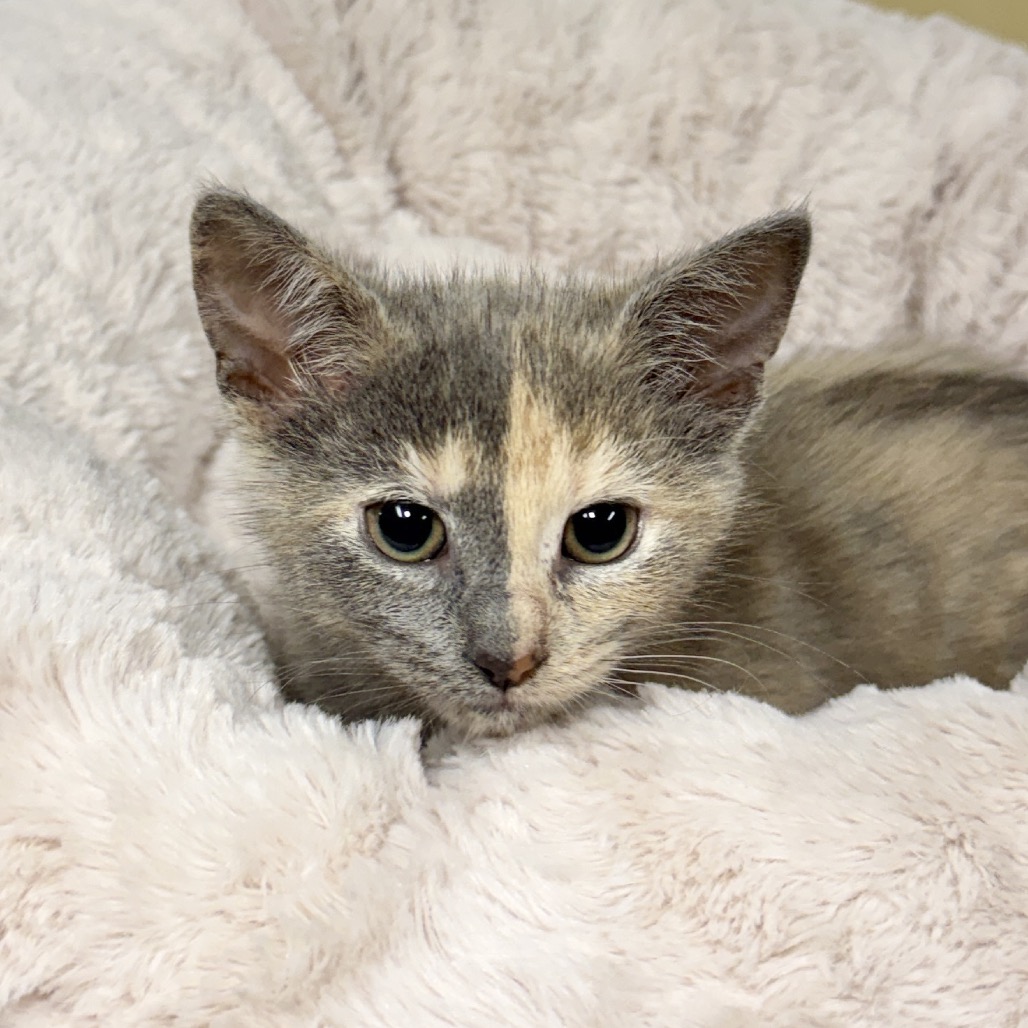 Sansa Domestic Shorthair Calico None
