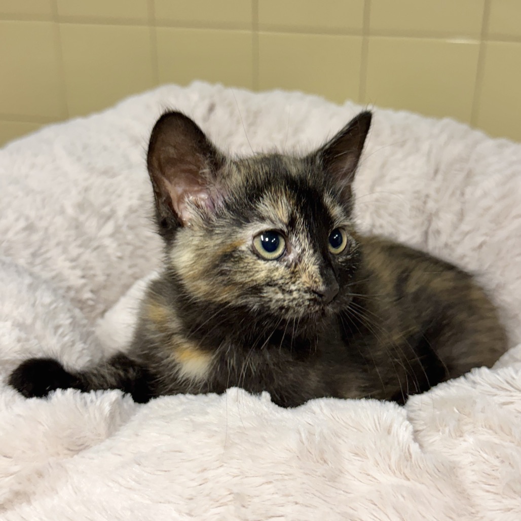 Khaleesi Domestic Shorthair Black Tortie