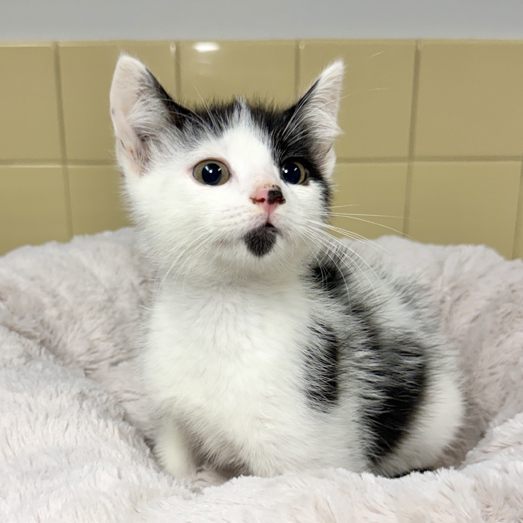 Bear Domestic Shorthair Black 