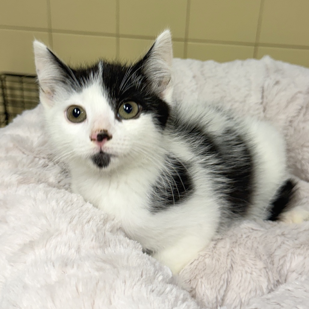 Bear Domestic Shorthair Black 