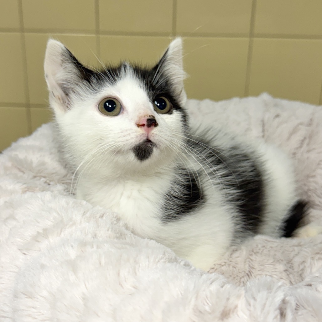 Bear Domestic Shorthair Black 
