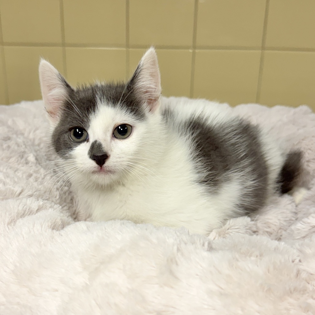 Koala Domestic Shorthair Grey 