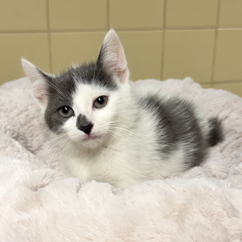 Koala Domestic Shorthair Grey 
