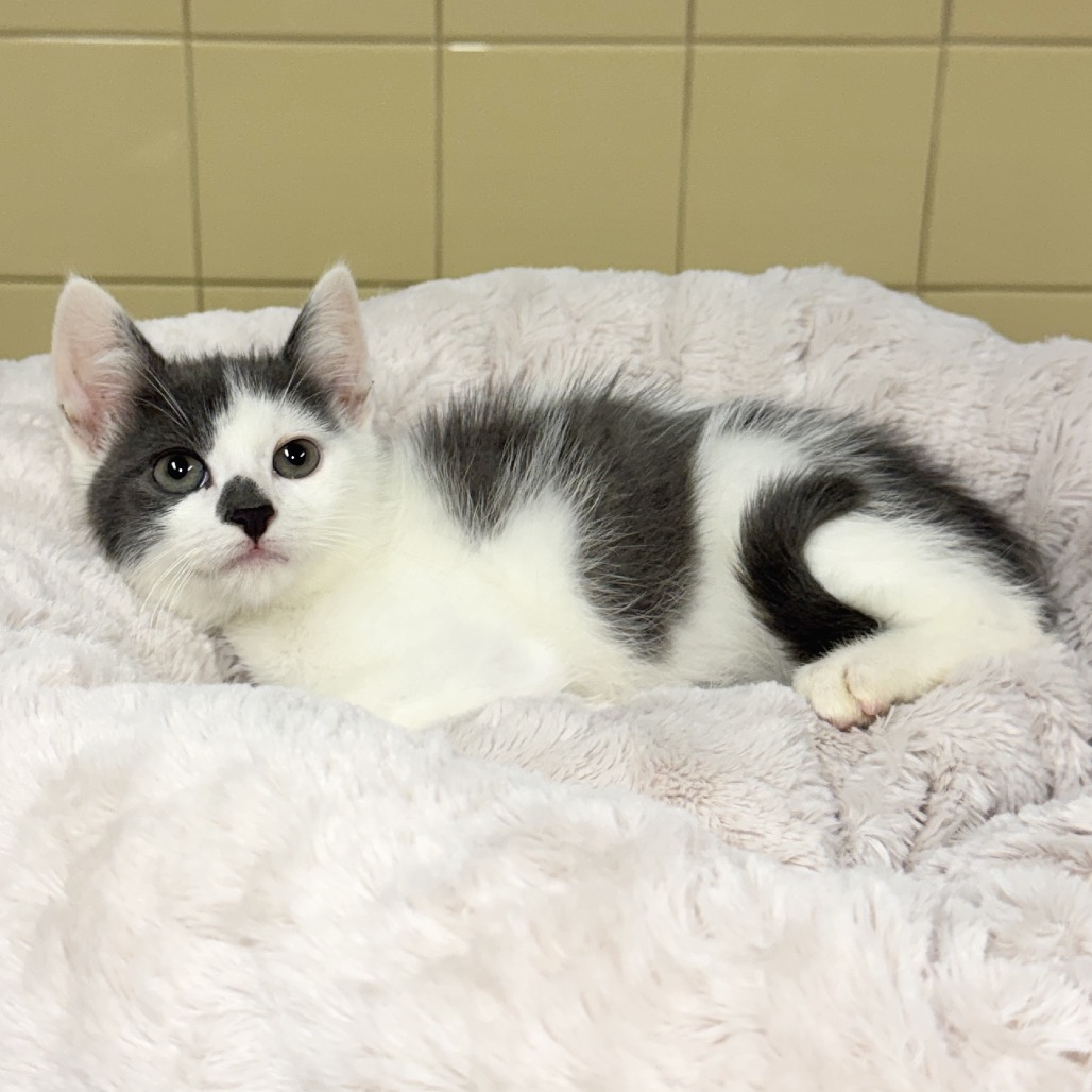 Koala Domestic Shorthair Grey 