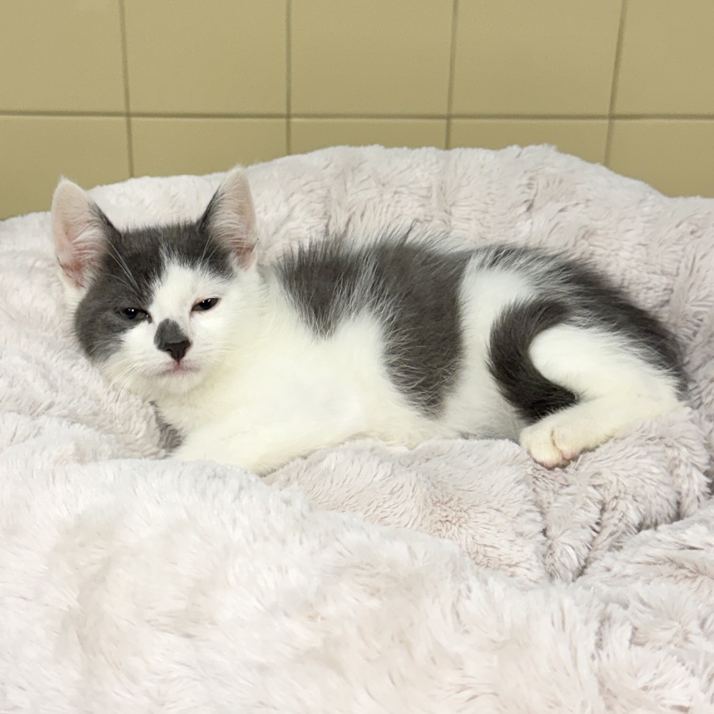 Koala Domestic Shorthair Grey 