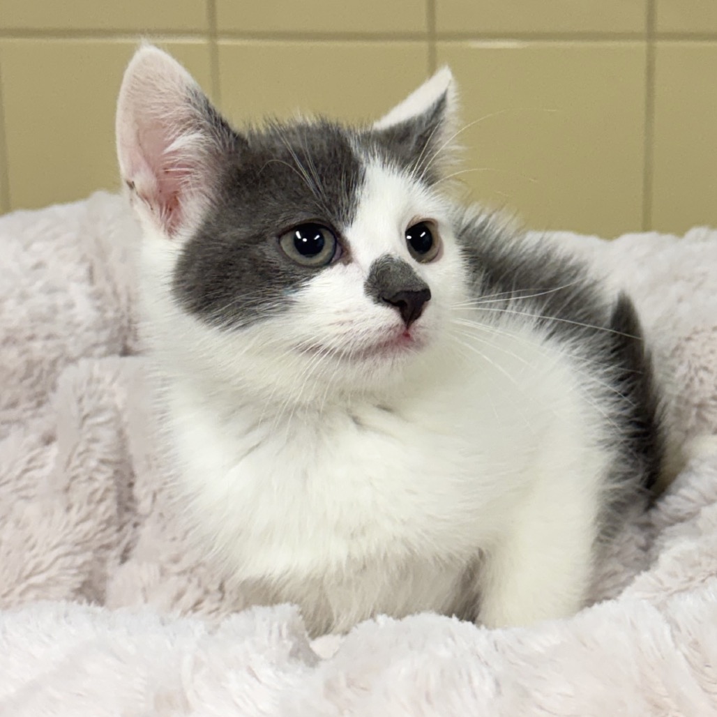Koala Domestic Shorthair Grey 