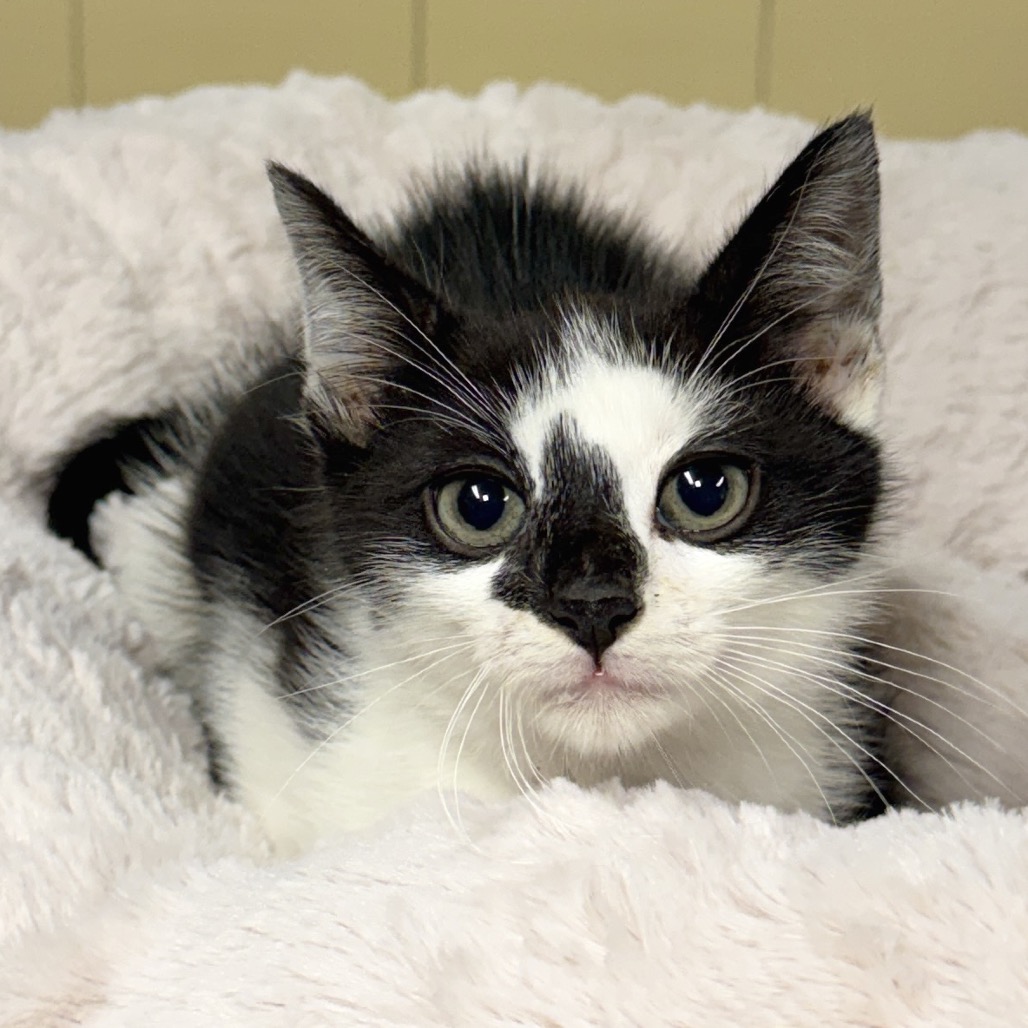Skunk Domestic Shorthair White