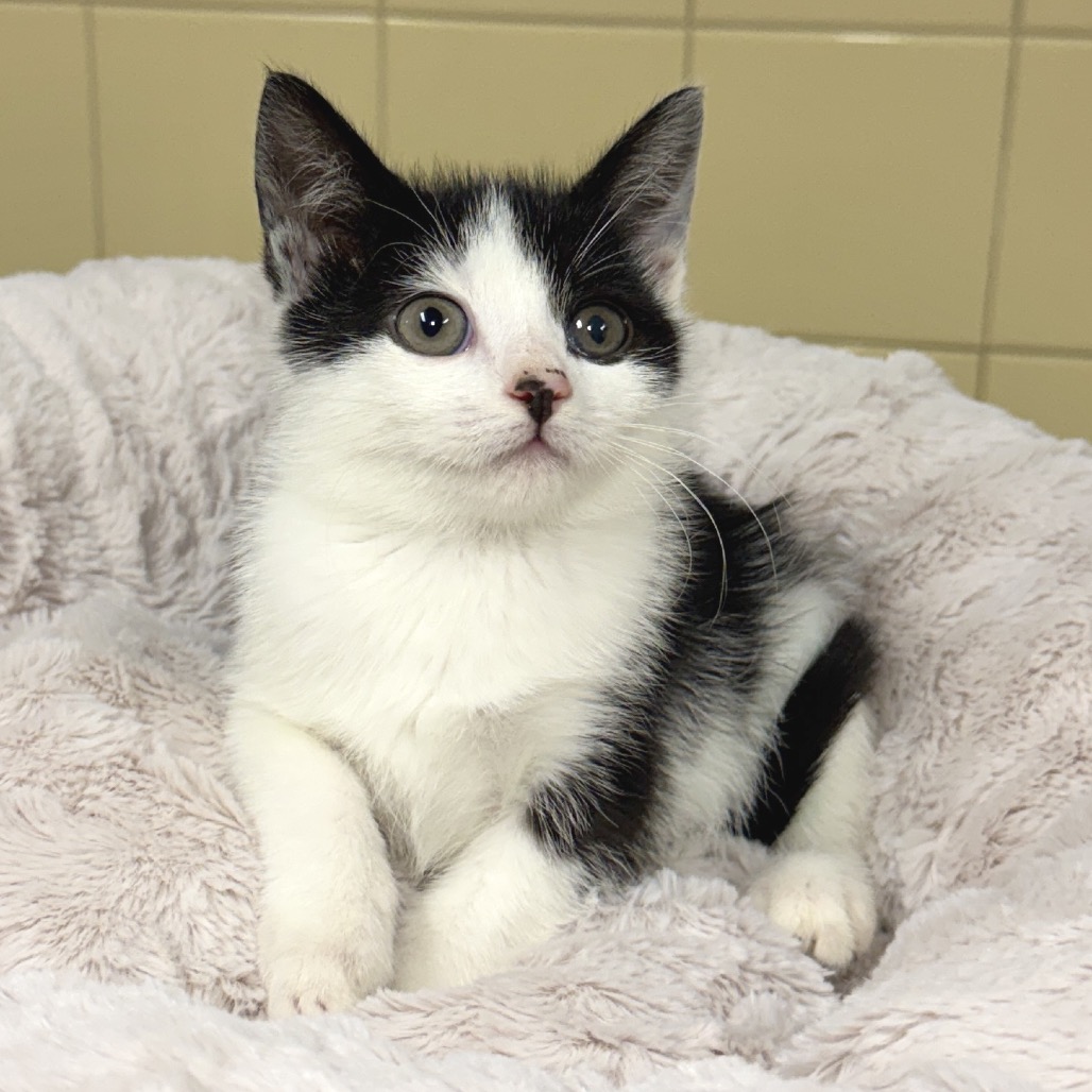 Orca Domestic Shorthair White 