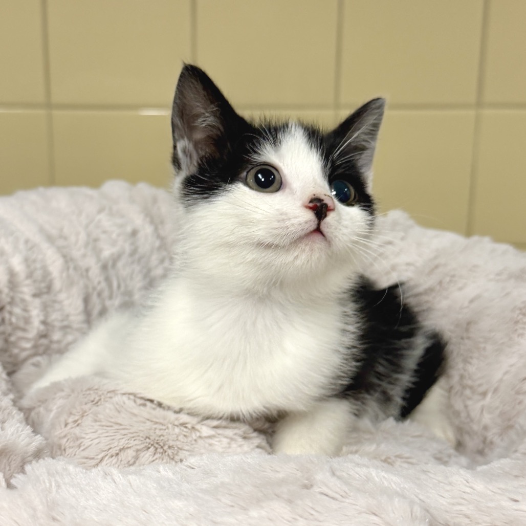 Orca Domestic Shorthair White 