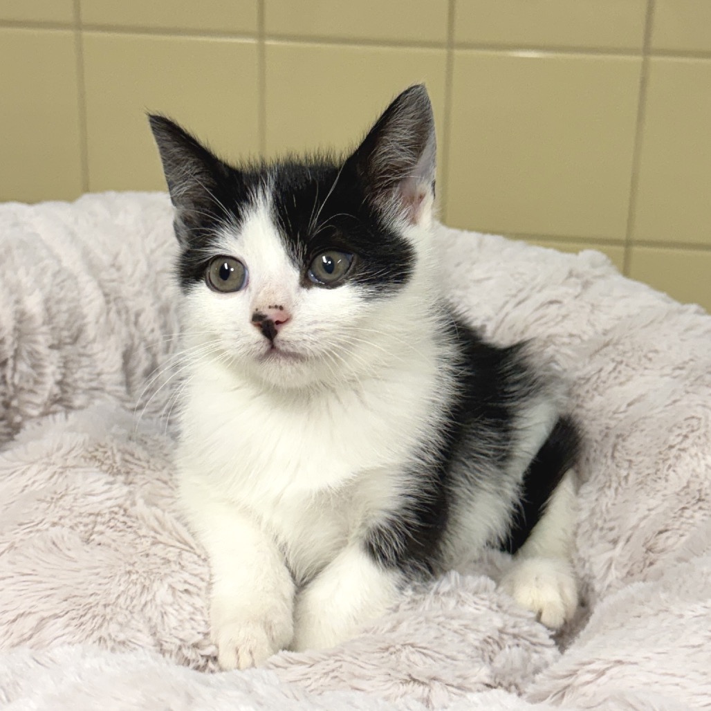 Orca Domestic Shorthair White 