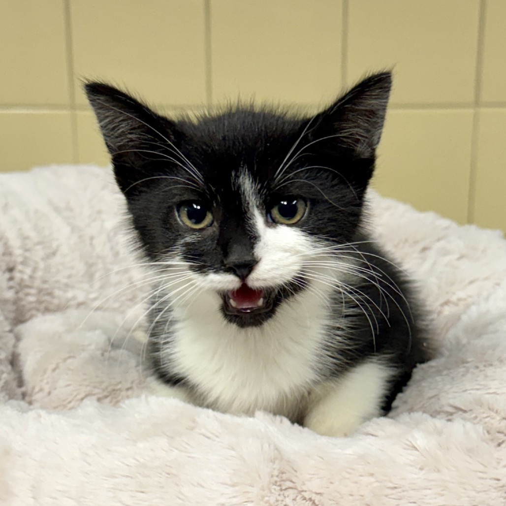Penguin Domestic Shorthair White 