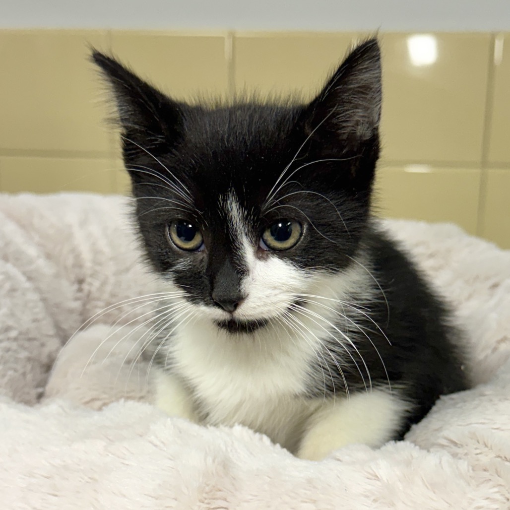 Penguin Domestic Shorthair White 