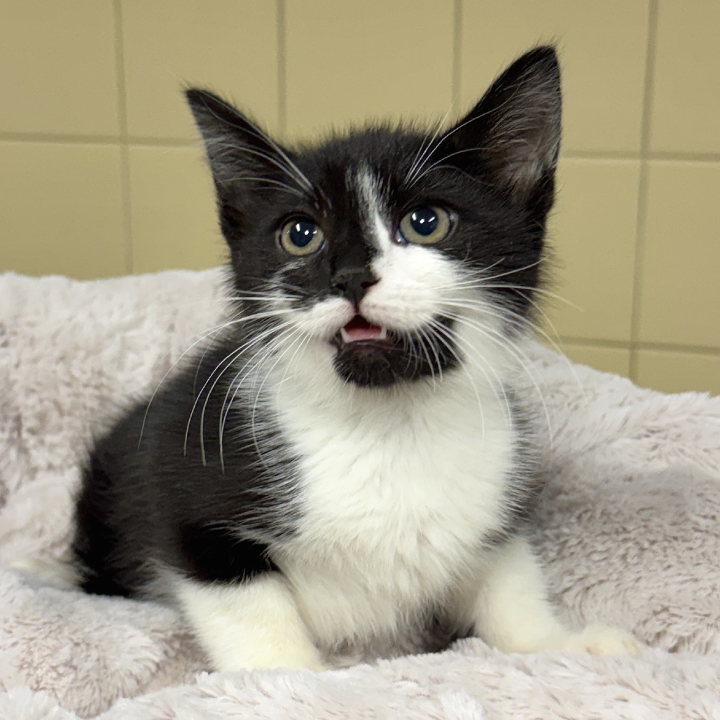 Penguin Domestic Shorthair White 
