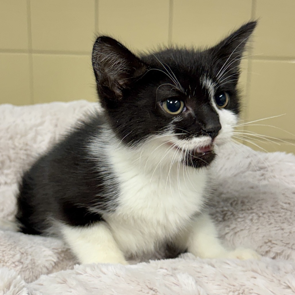 Penguin Domestic Shorthair White 