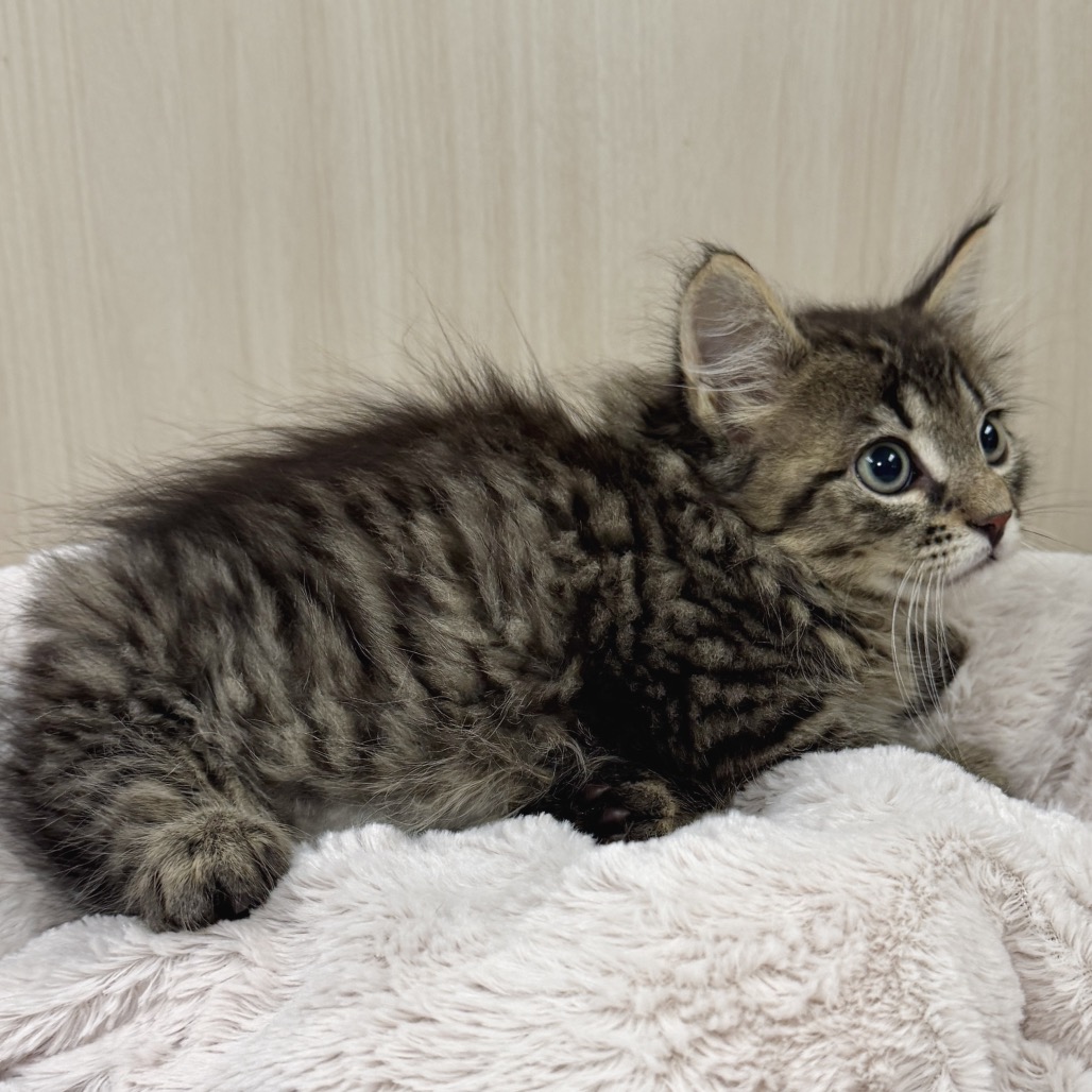 Bagheera  Domestic Longhair Buff None