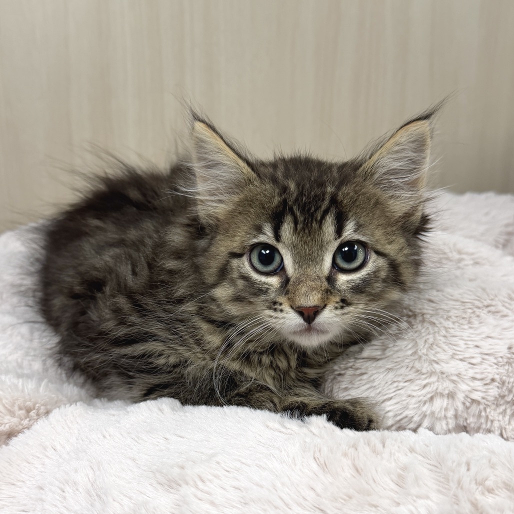 Bagheera  Domestic Longhair Buff None