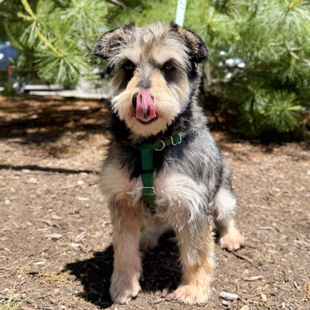 Gucci Schnauzer, Miniature Grey 