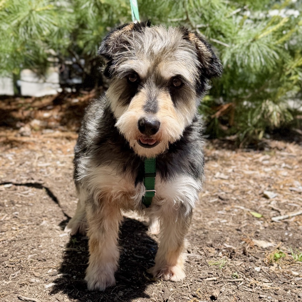 Gucci Schnauzer, Miniature Grey 