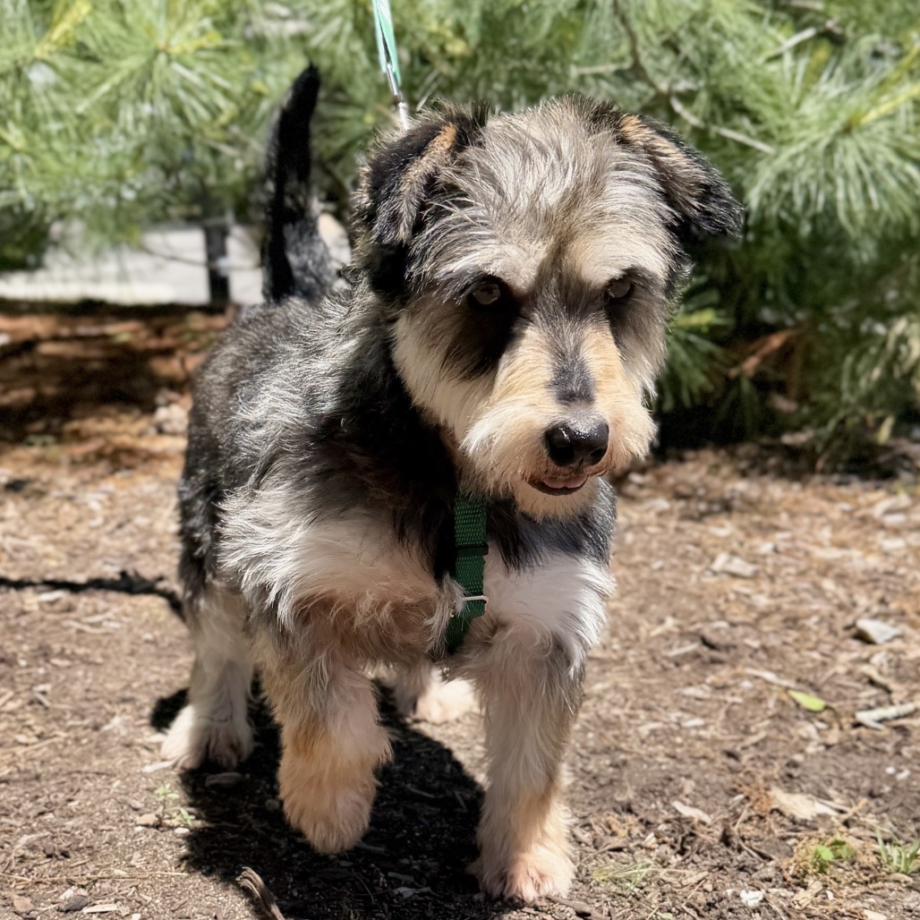 Gucci Schnauzer, Miniature Grey 