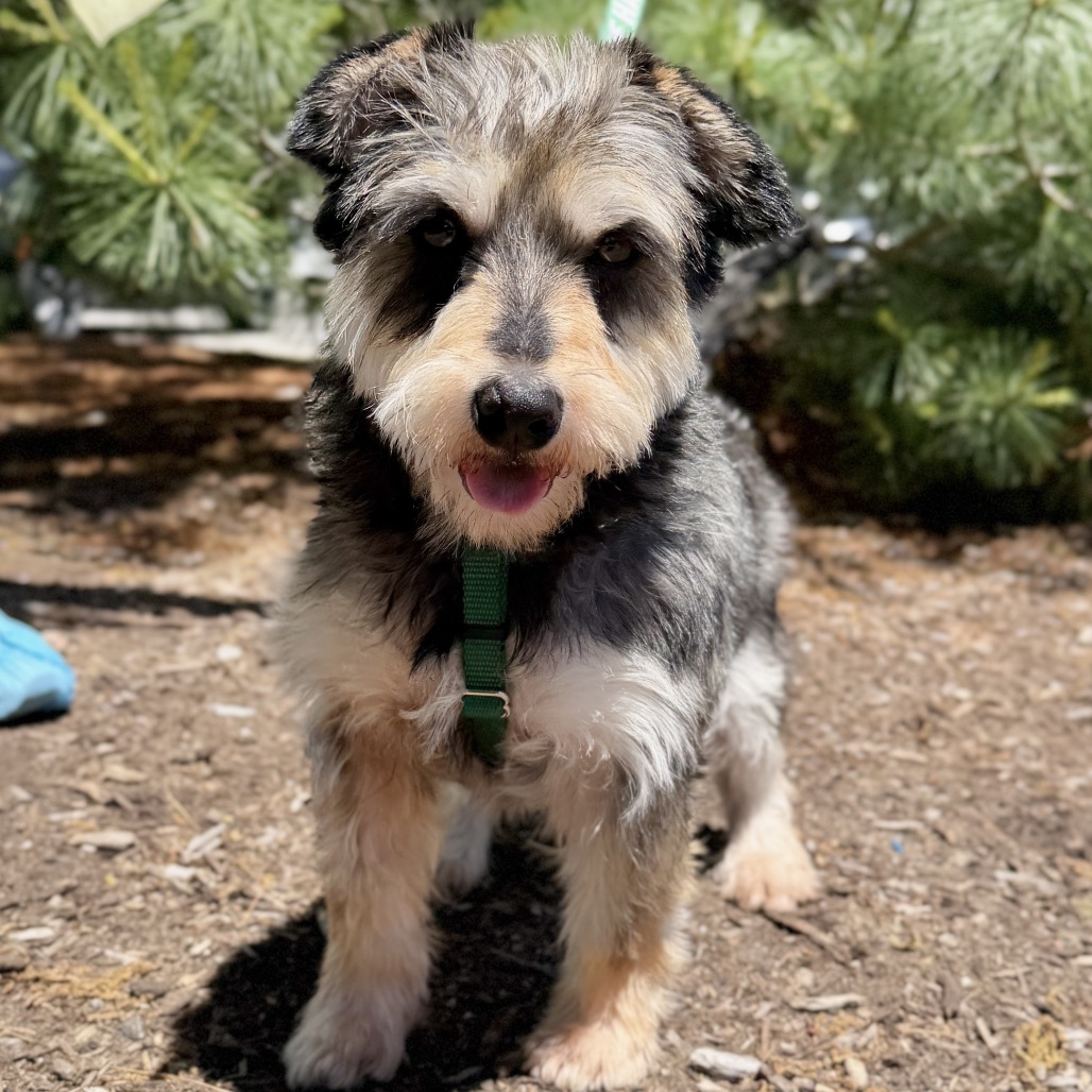 Gucci Schnauzer, Miniature Grey 