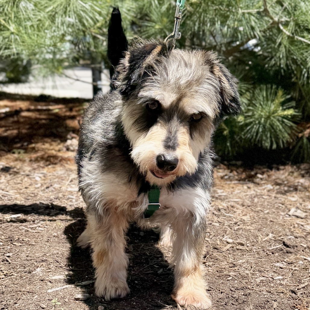 Gucci Schnauzer, Miniature Grey 