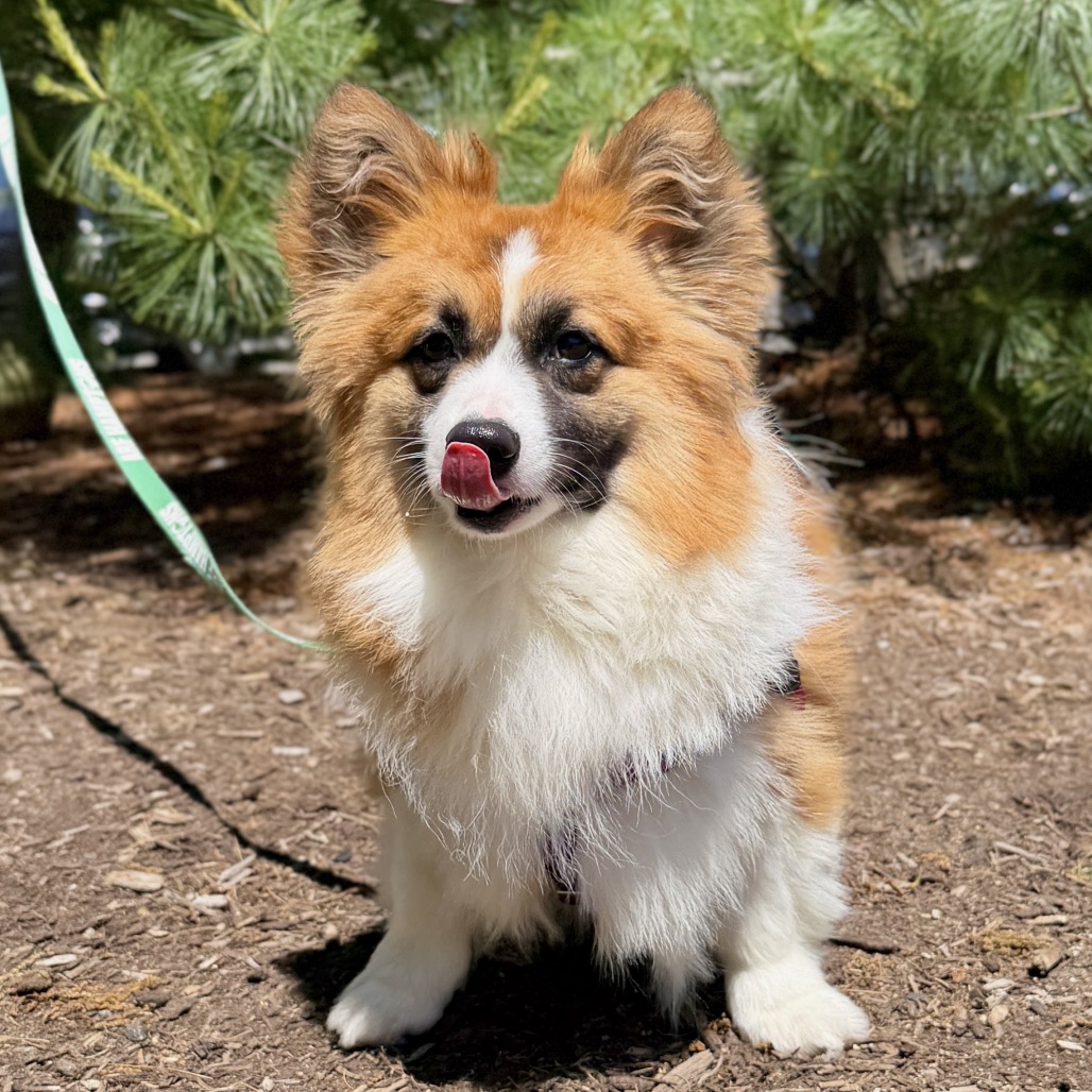 Balenciaga Corgi, Pembroke Welsh Red/Mahogany 