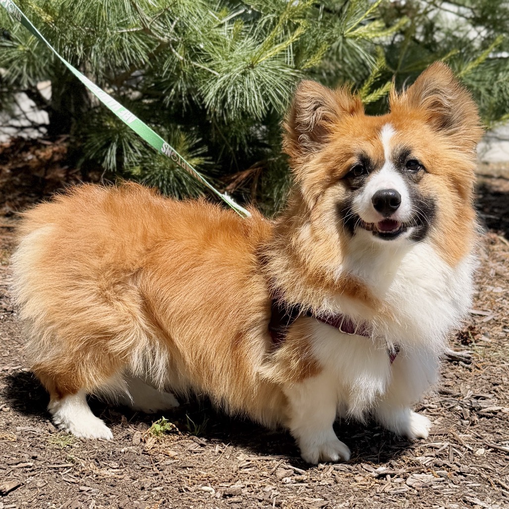 Balenciaga Corgi, Pembroke Welsh Red/Mahogany 