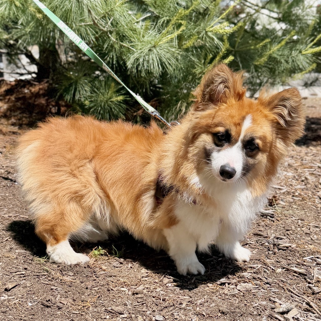 Balenciaga Corgi, Pembroke Welsh Red/Mahogany 