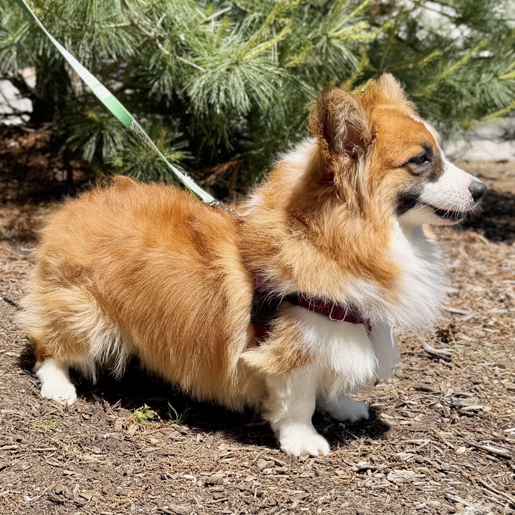 Balenciaga Corgi, Pembroke Welsh Red/Mahogany 