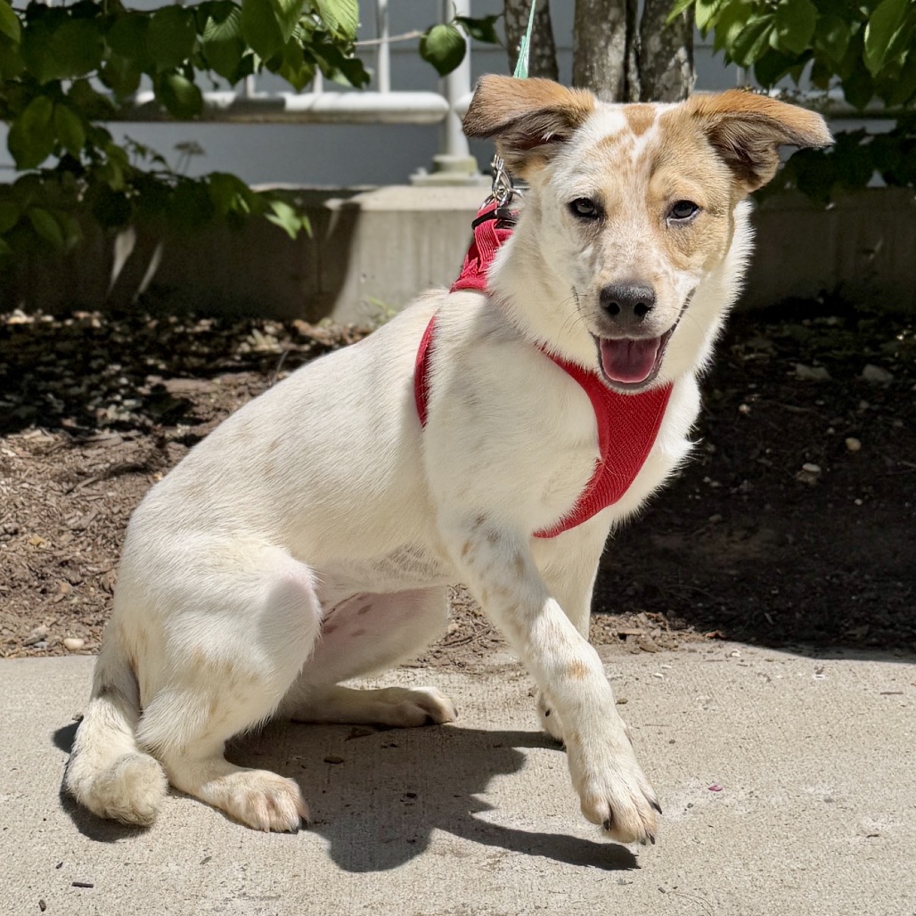 Libby Cattle Dog White 