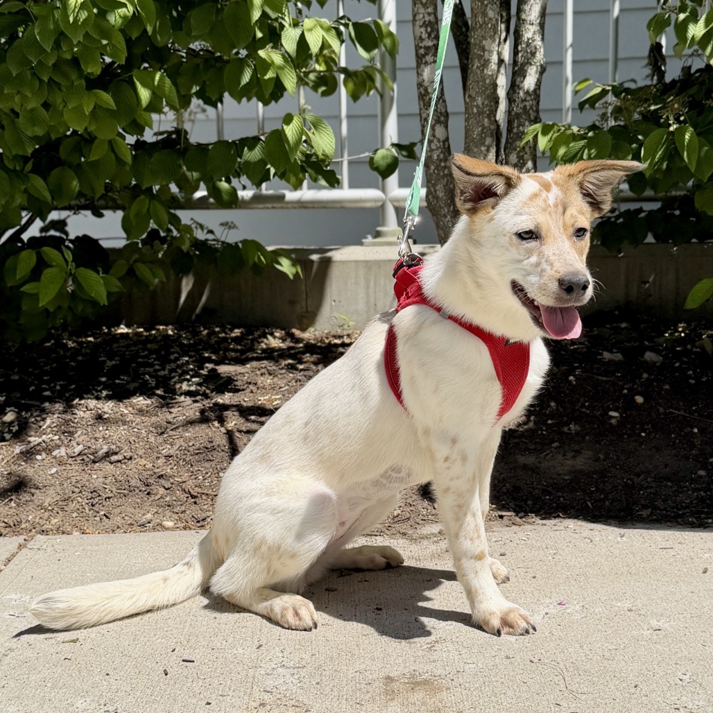 Libby Cattle Dog White 