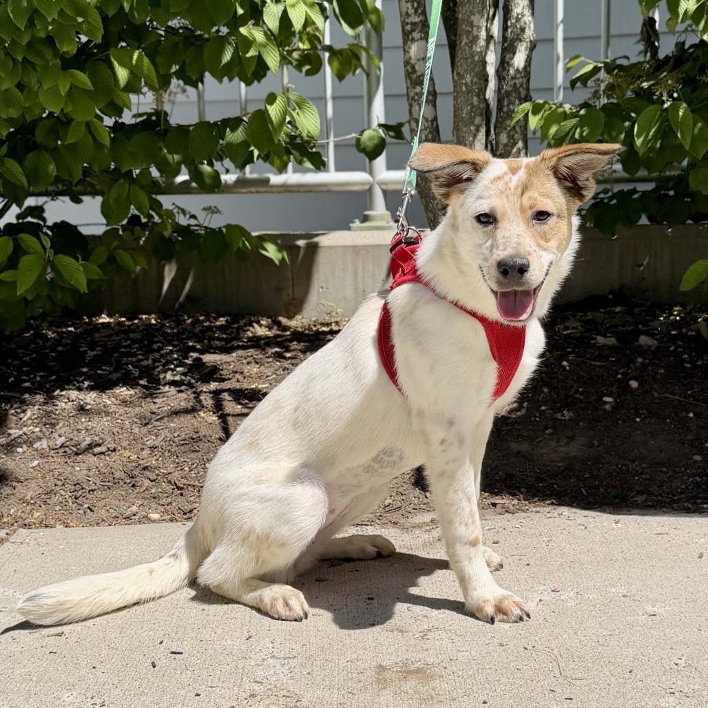 Libby Cattle Dog White 