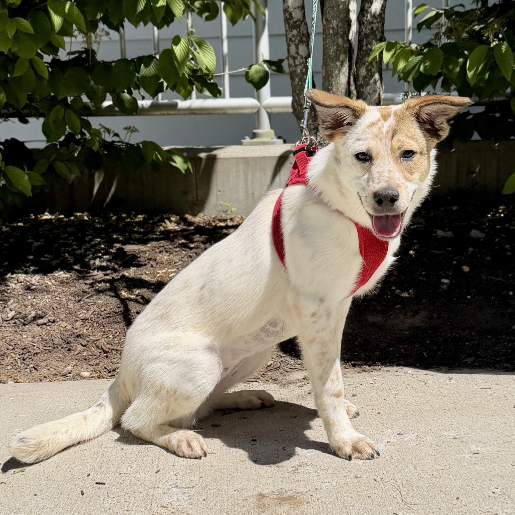 Libby Cattle Dog White 
