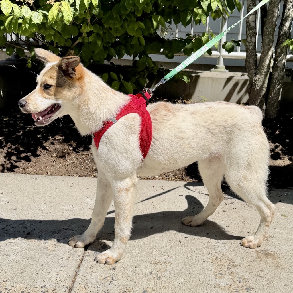 Libby Cattle Dog White 