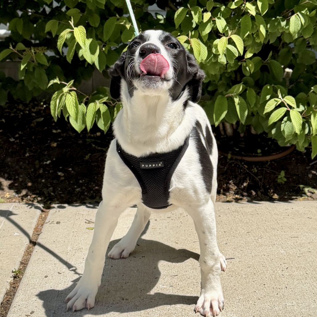 Birdie Hound/Retriever, Labrador Black